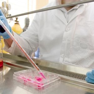 A researcher working with stem cells in a lab